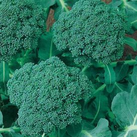 Calabrese, Organic Broccoli Seeds