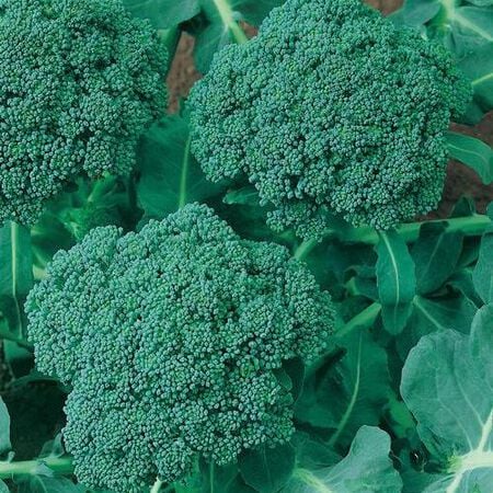 Green Sprouting Calabrese, Organic Broccoli Seeds - Packet image number null