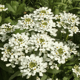 Rocket, Candytuft Seeds