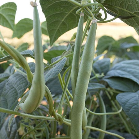Cannolini Pole, Organic Bean Seeds - Packet image number null