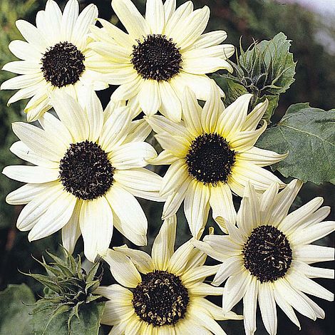 Italian White Sunflower Seeds Urban Farmer
