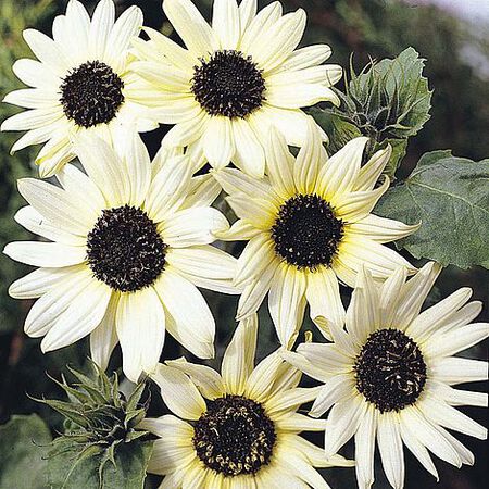Italian White, Sunflower Seeds - 50 Seeds image number null