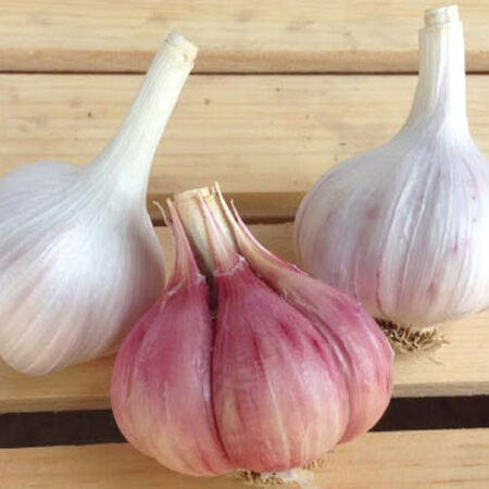 Chesnok Red, Garlic Seed image number null