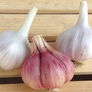 Chesnok Red, Garlic Seed thumbnail number null