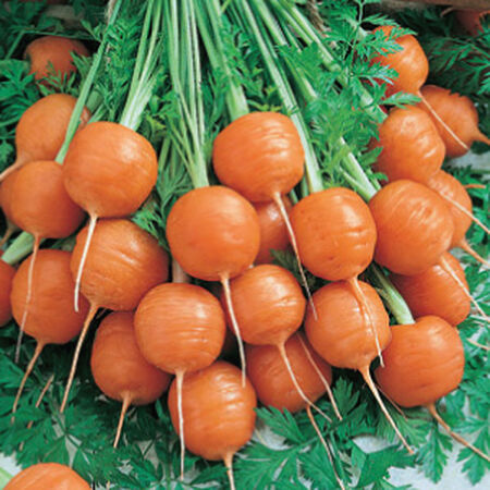 Parisian, Carrot Seeds - Packet image number null