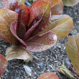 Merveille Four Seasons, Organic Lettuce Seeds