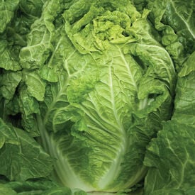 China Gold, (F1) Chinese Cabbage Seeds
