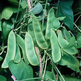 Woods Prolific, Bean Seeds