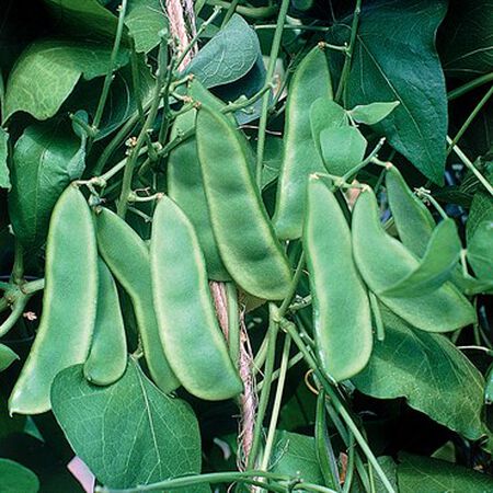 Woods Prolific, Bean Seeds - 50 Seeds image number null
