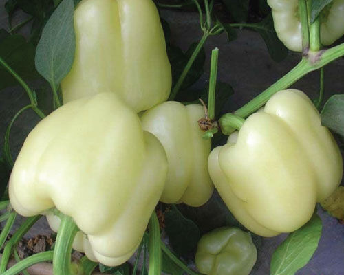 White deals peppers bell