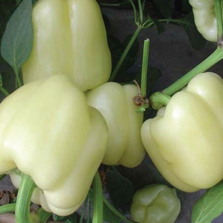 White Bell, Pepper Seeds - Packet image number null