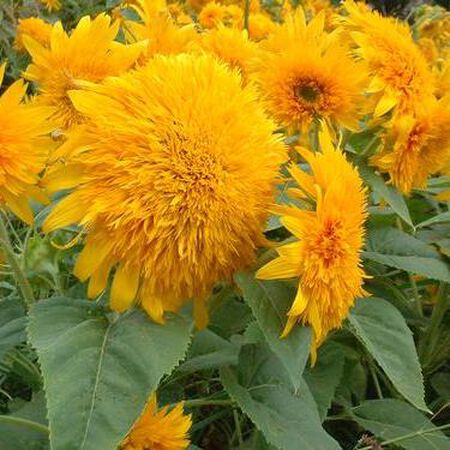 Goldie F1, Sunflower Seeds - Packet image number null