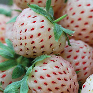 White strawberry seeds