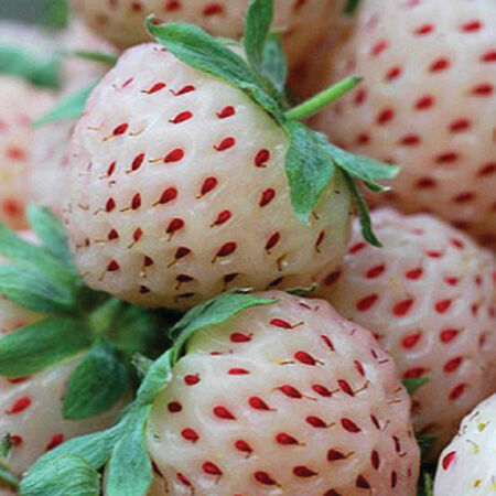 White Alpine, Strawberry Seeds - Packet image number null