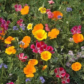 Northwest Native Mix, Wildflower Seed