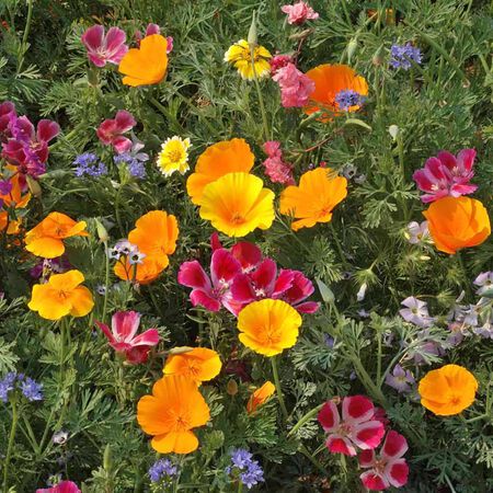 Northwest Native Mix, Wildflower Seed - 1 Ounce image number null