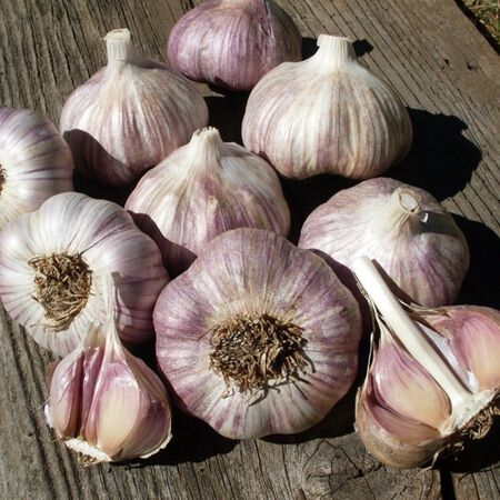 Purple Glazer, Garlic Seed image number null