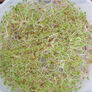 Red Clover, Sprout Seeds - 1 Pound thumbnail number null