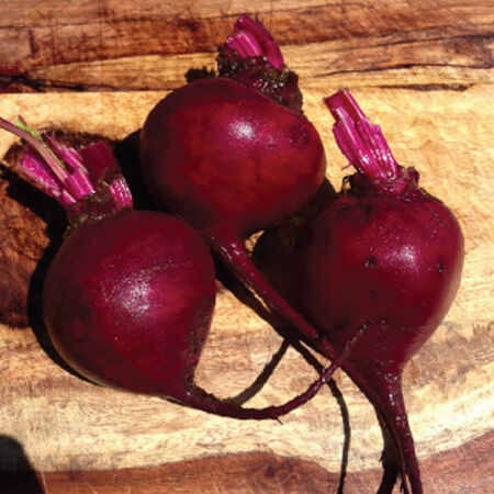Detroit Dark Red, Beet Seeds - 1 Pound image number null