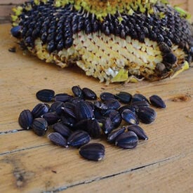 Black Mammoth, Organic Sunflower Seeds