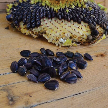 Black Mammoth, Organic Sunflower Seeds image number null