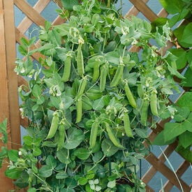 Patio Pride, Organic Pea Seeds