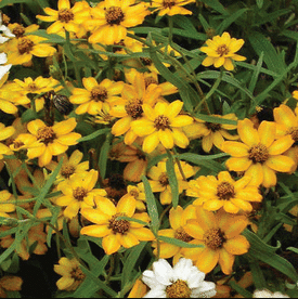 Yellow Crystal Mexican, Zinnia