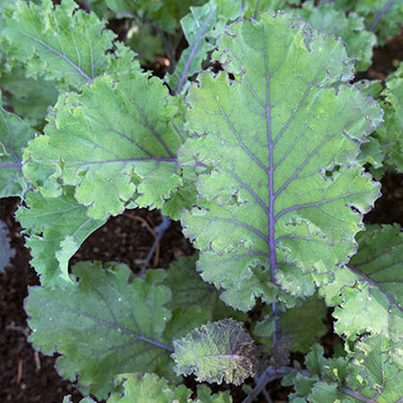 Scarlet, Kale Seed - Packet image number null