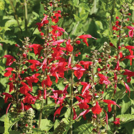 Scarlet, Sage Seed