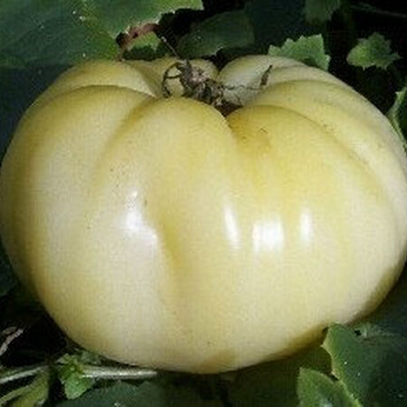 Great White, Tomato Seeds - Packet image number null