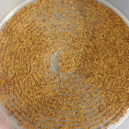 Alfalfa, Sprout Seeds - 1 Pound image number null