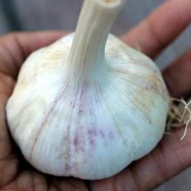 Rosewood, Garlic Bulbs