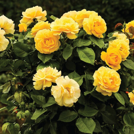 Yellow Bush, Rose Seeds image number null