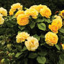 Yellow Bush, Rose Seeds - Packet thumbnail number null