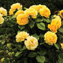 Yellow Bush, Rose Seeds thumbnail number null