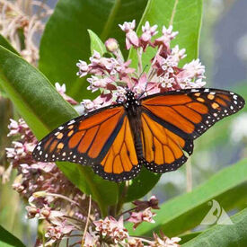 Common, Asclepias (Butterfly Weed)