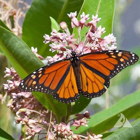 Common, Asclepias (Butterfly Weed) - Packet image number null