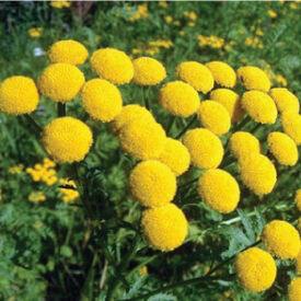 Common, Tansy Seed