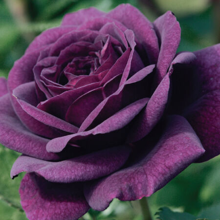 Purple Bush, Rose Seeds image number null