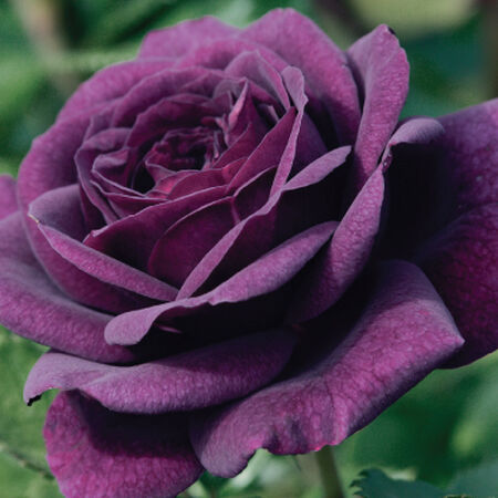 natural purple rose