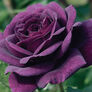 Purple Bush, Rose Seeds thumbnail number null