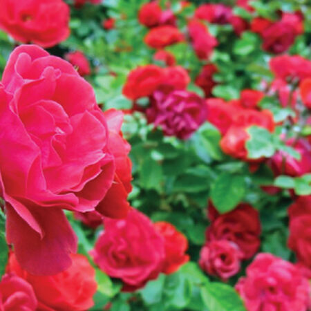 Red Climbing, Rose Seeds - Packet image number null
