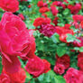 Red Climbing, Rose Seeds - Packet thumbnail number null