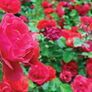 Red Climbing, Rose Seeds thumbnail number null