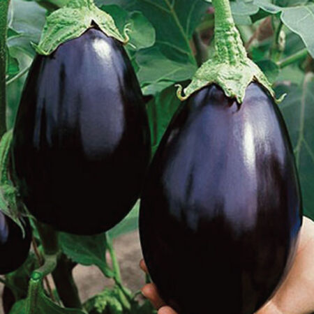 Black Beauty, Organic Eggplant Seeds - Packet image number null