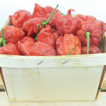 Carolina Reaper, Pepper Seeds - Packet image number null