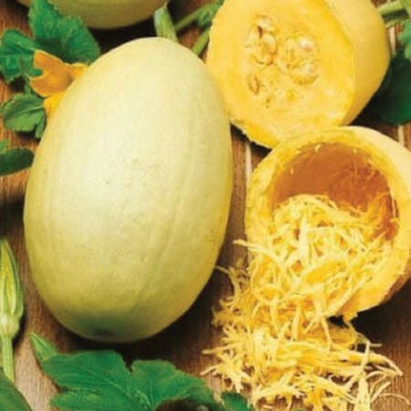 Vegetable Spaghetti, Squash Seeds - Packet image number null
