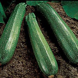 Spineless Beauty, Zucchini Seeds