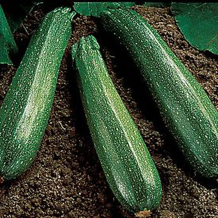 Spineless Beauty, Zucchini Seeds - Packet image number null