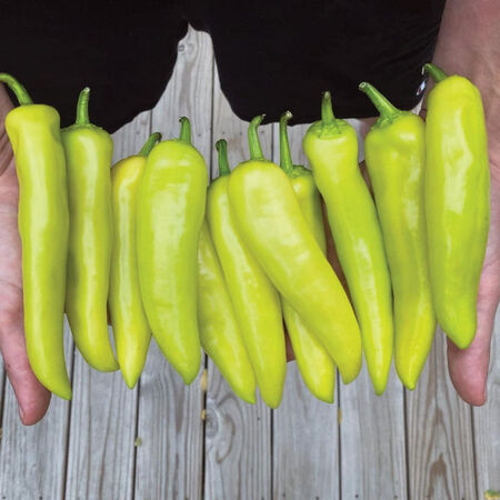 Hungarian Hot Wax, Pepper Seeds - Packet image number null